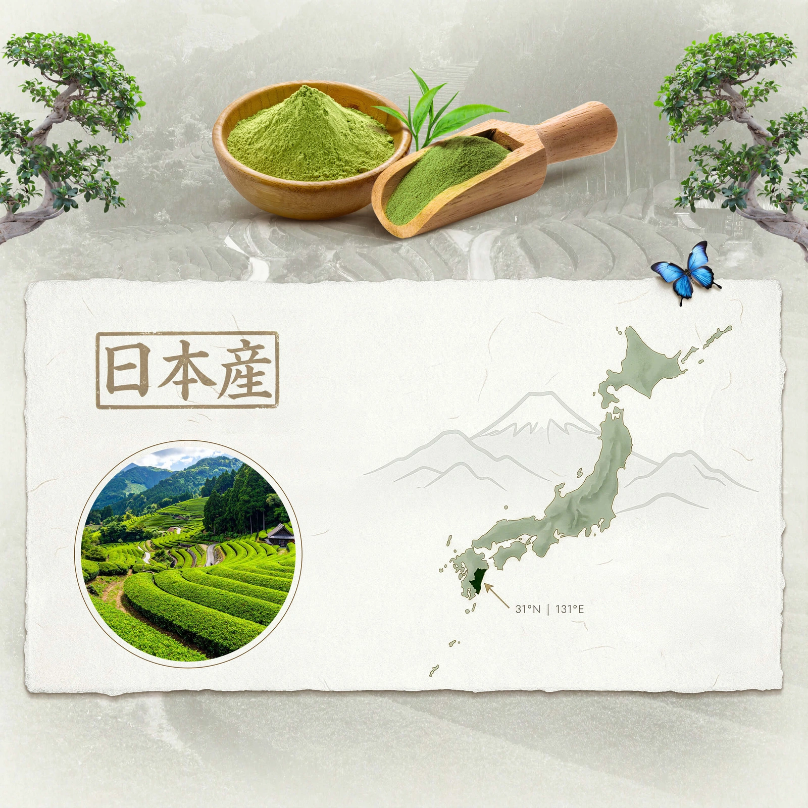 Japansk ceremoniel matcha BIO Mary Rose