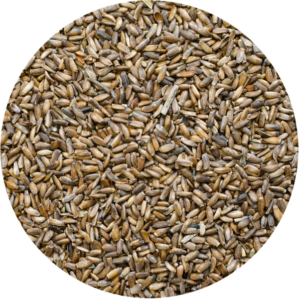 Vivarini - Marietidsel (frø) 1 kg